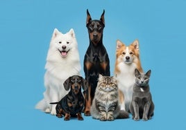 Galacho Veterinarios: Clínicas, hospital, formación y productos para mascotas