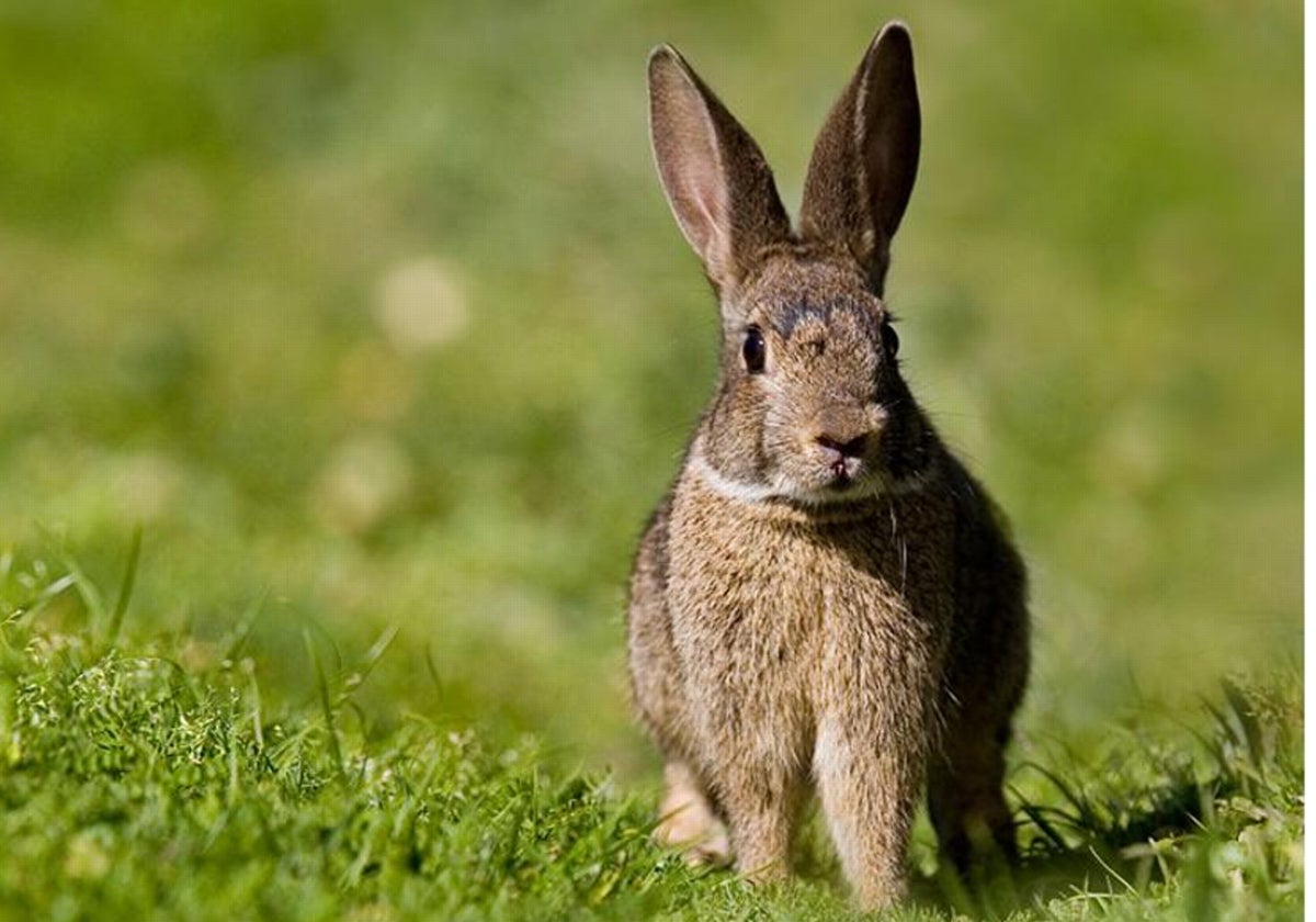 Las autoridades ambientales, preocupadas por la proliferación del conejo silvestre.