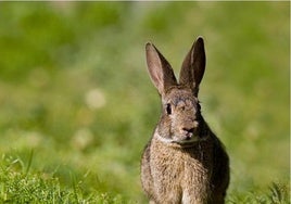 Las autoridades ambientales, preocupadas por la proliferación del conejo silvestre.