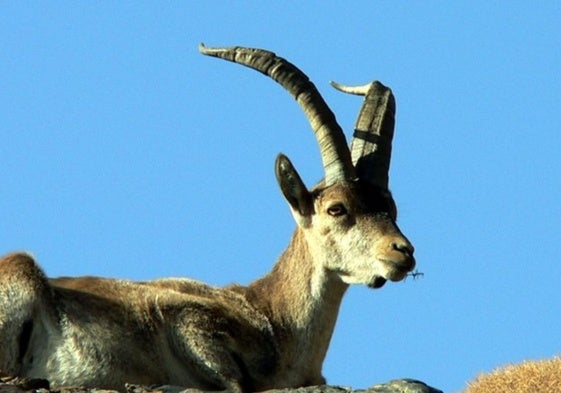 Imagen de un ejemplar de cabra montés.