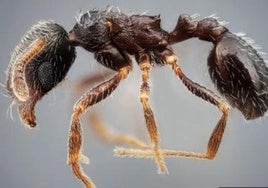 Identifican en Andalucía dos especies de hormigas nunca vistas antes en España