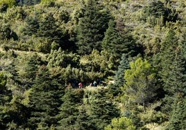 Paisaje de la Sierra de las Nieves en verano.