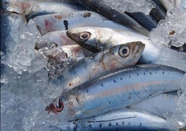 ¿Crías de sardina o boquerón? Estas son las tallas mínimas que debes tener en cuenta para comprar en pescadería