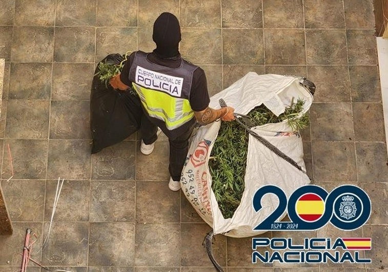 Detienen a tres personas y desmantelan una plantación de marihuana en Coín