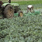 La Junta abona más de 10,6 millones en ayudas al cultivo sostenible del algodón y la remolacha en Andalucía
