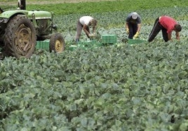 La Junta abona más de 10,6 millones en ayudas al cultivo sostenible del algodón y la remolacha en Andalucía