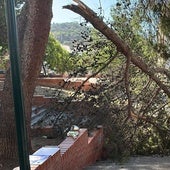 Vista del árbol caído en la zona de Lagunillas.