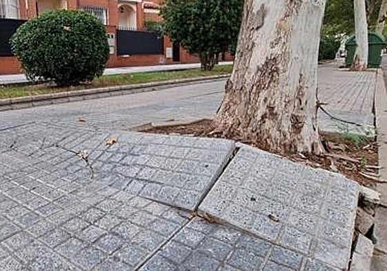 La justicia absuelve a una comunidad de indemnizar a una vecina por los daños que causaron unas raíces en su casa