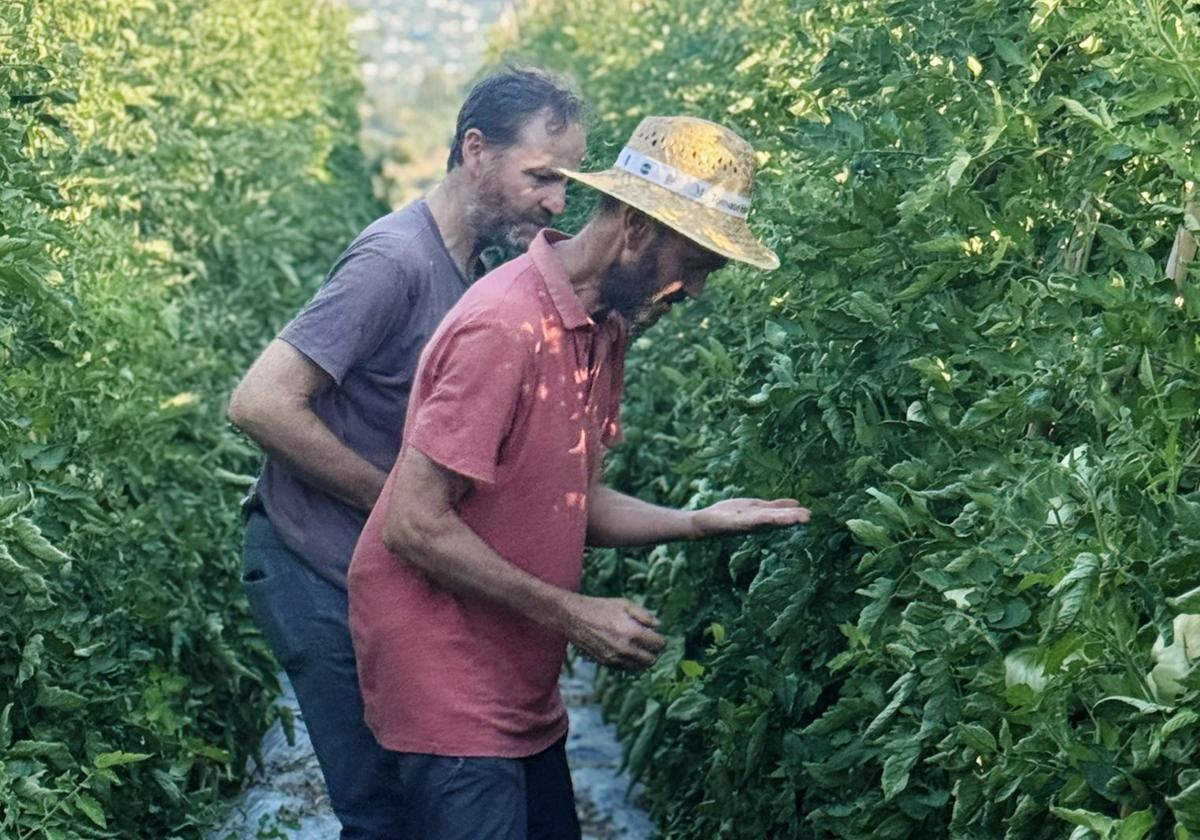 ¿Te acuerdas del sabor de los tomates de antes? En Coín siguen existiendo y los tiene la familia Hevilla