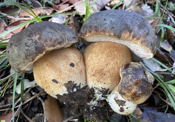 Boletus en la Serranía de Ronda.