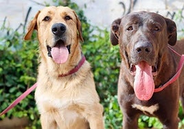 Actividades gratis para perros durante cuatro días en Málaga