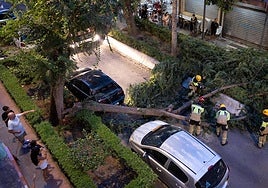 El árbol cayó junto a los vehículos.