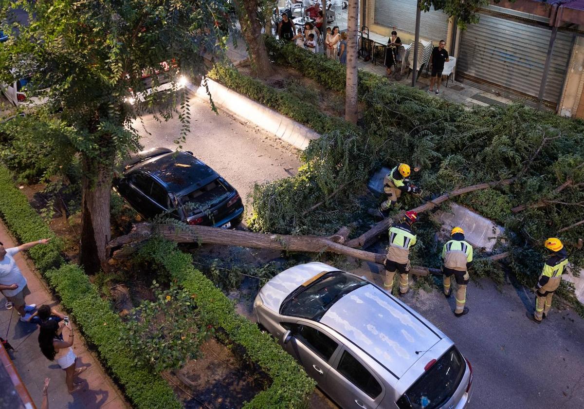 El árbol cayó junto a los vehículos.