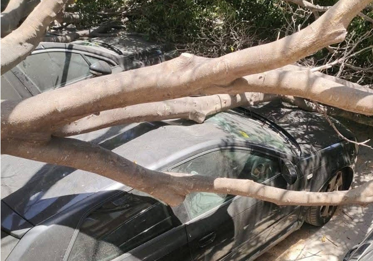 La caída de un árbol aplasta cuatro vehículos en las obras de Gamonal