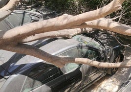 La caída de un árbol aplasta cuatro vehículos en las obras de Gamonal