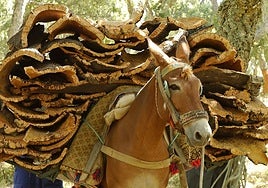 Un mulo transporta planchas de corcho recién extraídas en los Montes de Propios de Ronda.