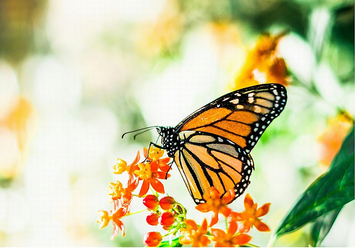 En el Parque de la Paloma hay desde hace décadas una colonia de mariposas monarca.