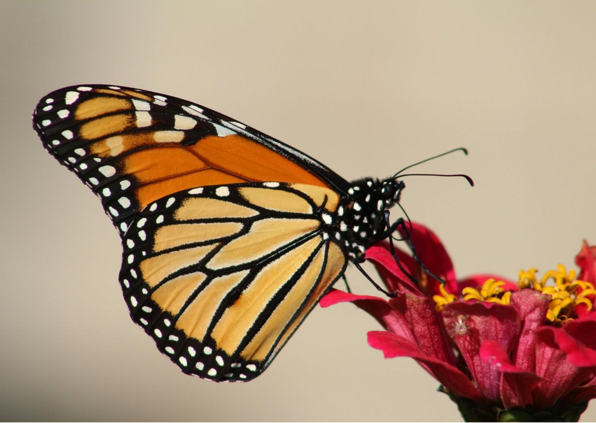 Imagen secundaria 1 - El Ayuntamiento ha firmado un convenio con el Mariposario para preservar la colonia de mariposas monarca; un ejemplar que requiere de su planta nutricia, la asclepia curassavica.