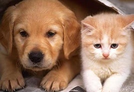 Retiran un medicamento para perros, gatos y caballos por un defecto