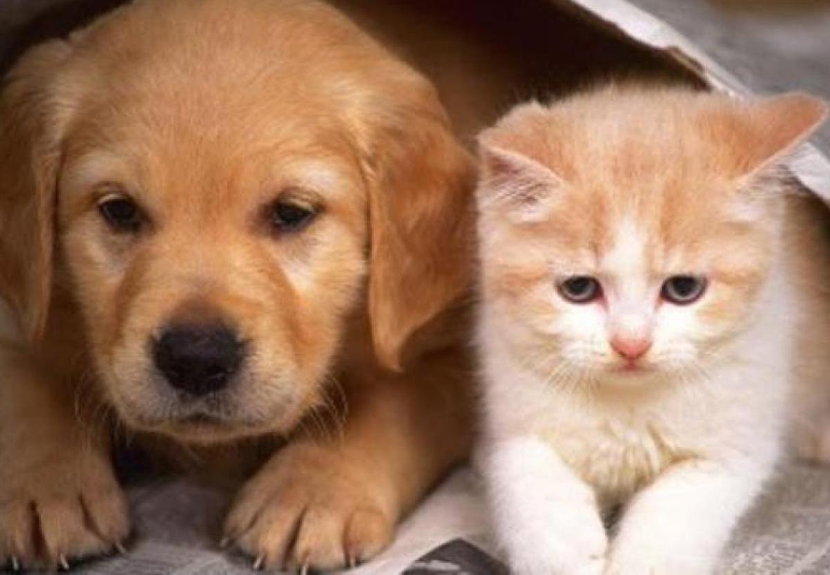 Retiran un medicamento para perros, gatos y caballos por un defecto