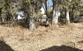 Vista de los eucaliptos de los Baños del Carmen, con riesgos de incendio.