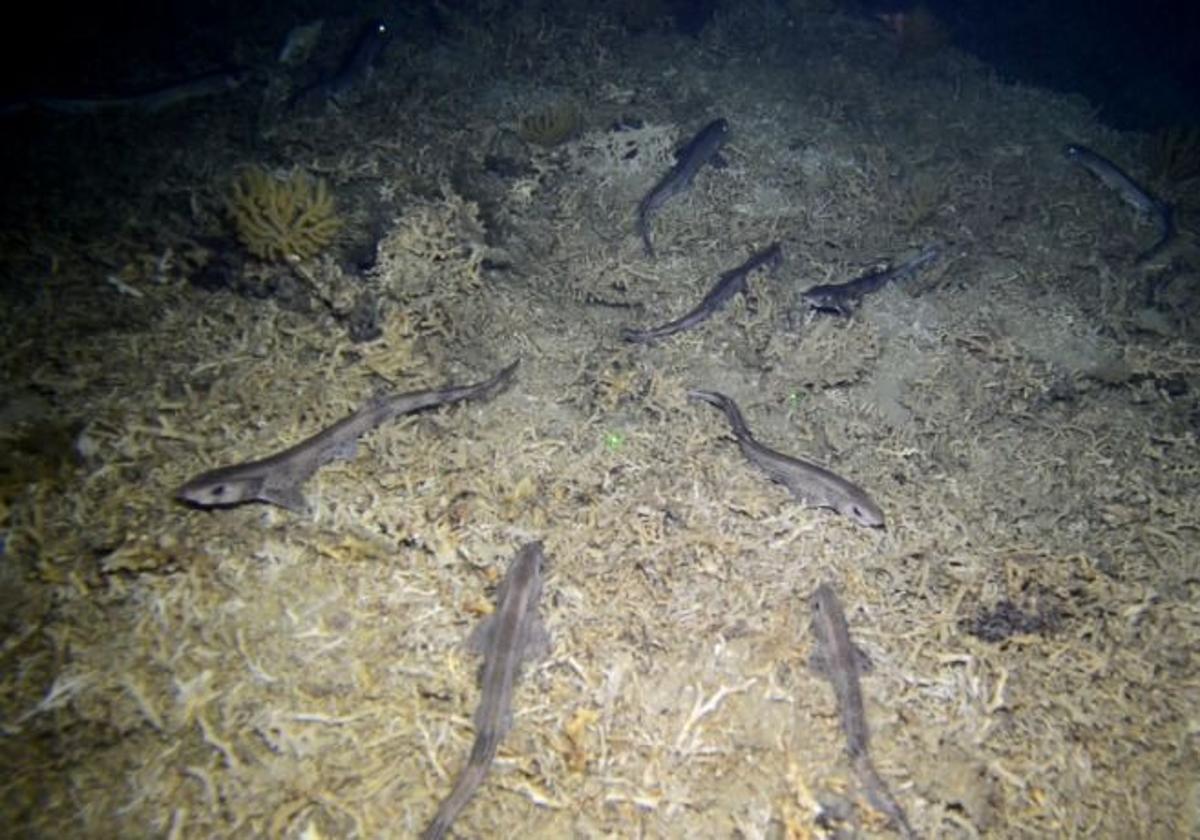 Detectan niveles elevados de mercurio en un tiburón muy común en el Mediterráneo