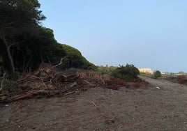 Inicio de las obras del tramo 14 de Senda Litoral en dunas de Matas Verdes, paralizadas en la actualidad.