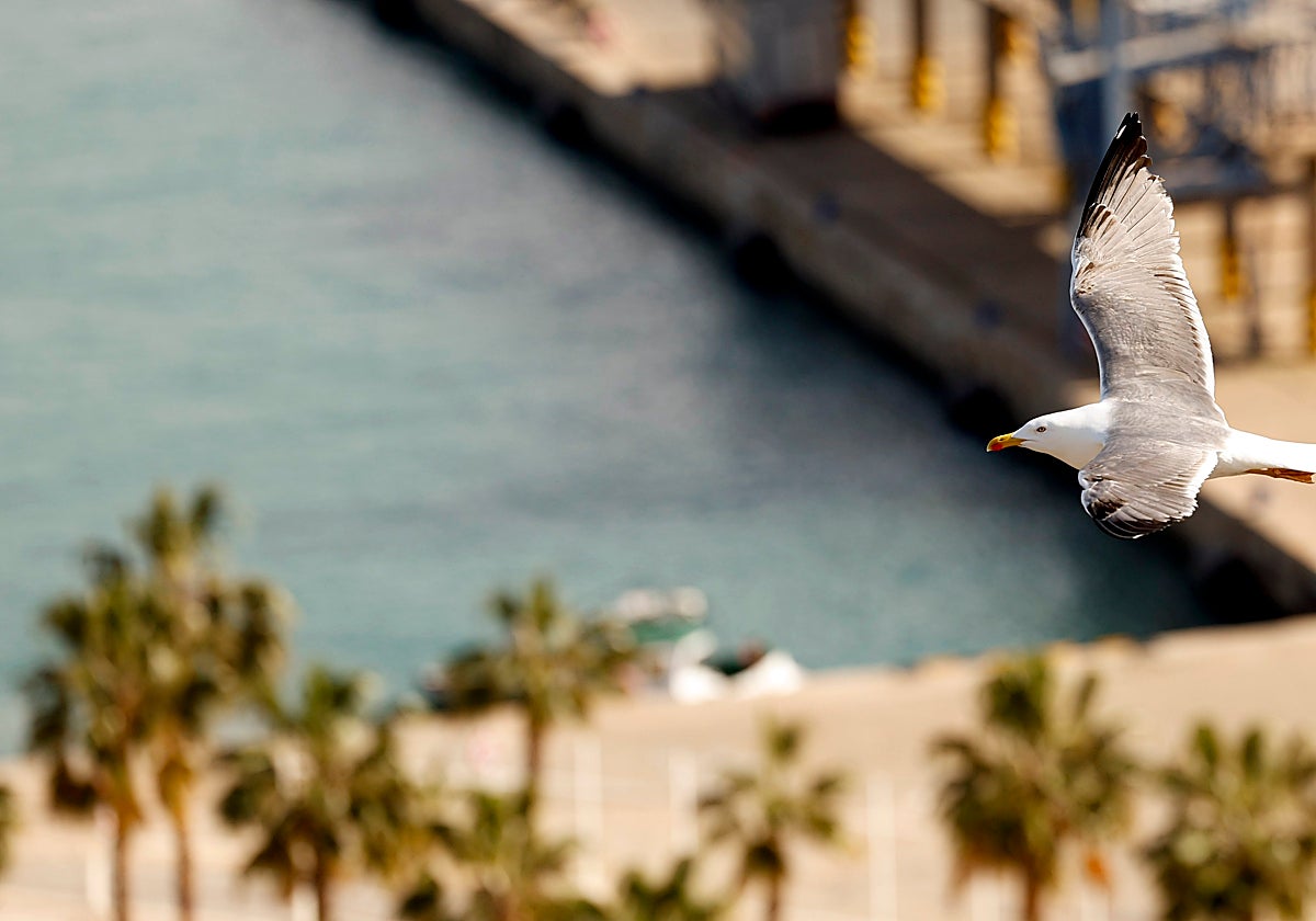 Una gaviota sobrevuela el puerto de Málaga.
