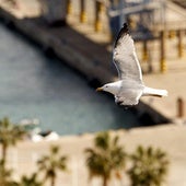 Una gaviota sobrevuela el puerto de Málaga.