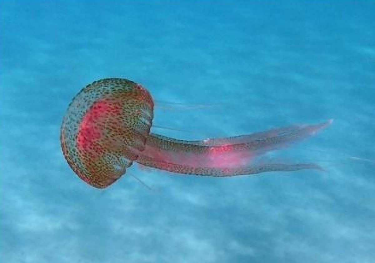 La pelagia noctiluca es una de las especies más habituales de las costas malagueñas.