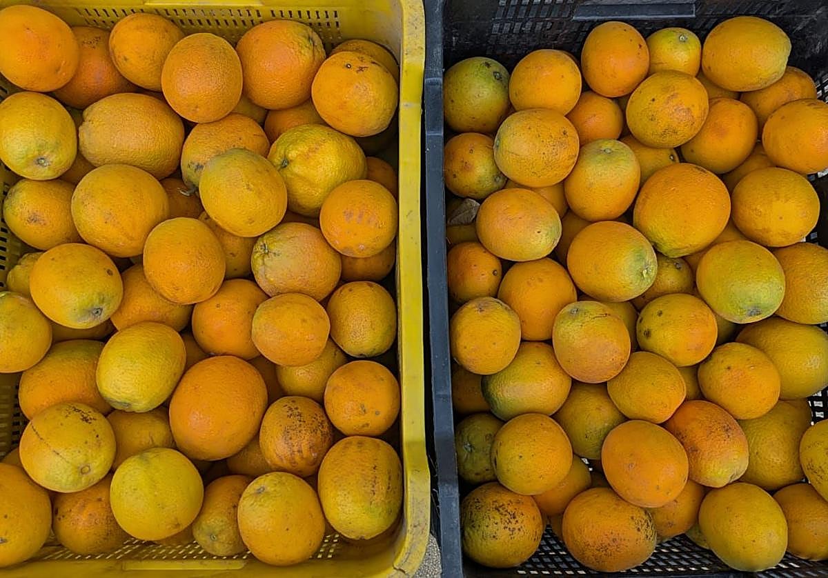 Imagen principal - Naranjas en agosto: el privilegio que tienen en Riogordo gracias a la huerta de Paco &#039;El Bicho&#039;