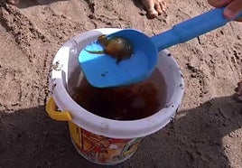 Imagen de medusas en un cubo de playa.