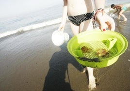 Nueva jornada de medusas en las playas de Málaga: dos banderas amarillas en la capital y varios avistamientos en el resto de la costa