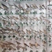 Vitrina del Museo dedicada a aves.