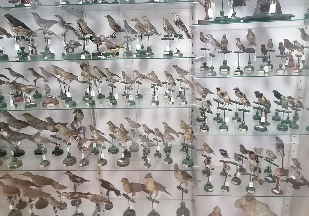 Vitrina del Museo dedicada a aves.