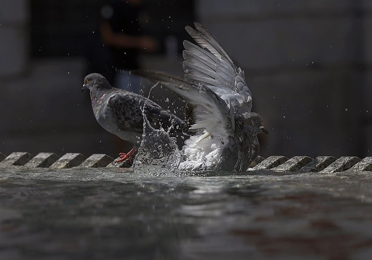 Dos palomas se refrescan, este miércoles.
