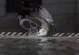 Dos palomas se refrescan, este miércoles.