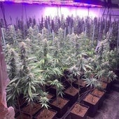 Endesa detecta 98 fraudes eléctricos al día en Andalucía, la mayoría por plantaciones de marihuana