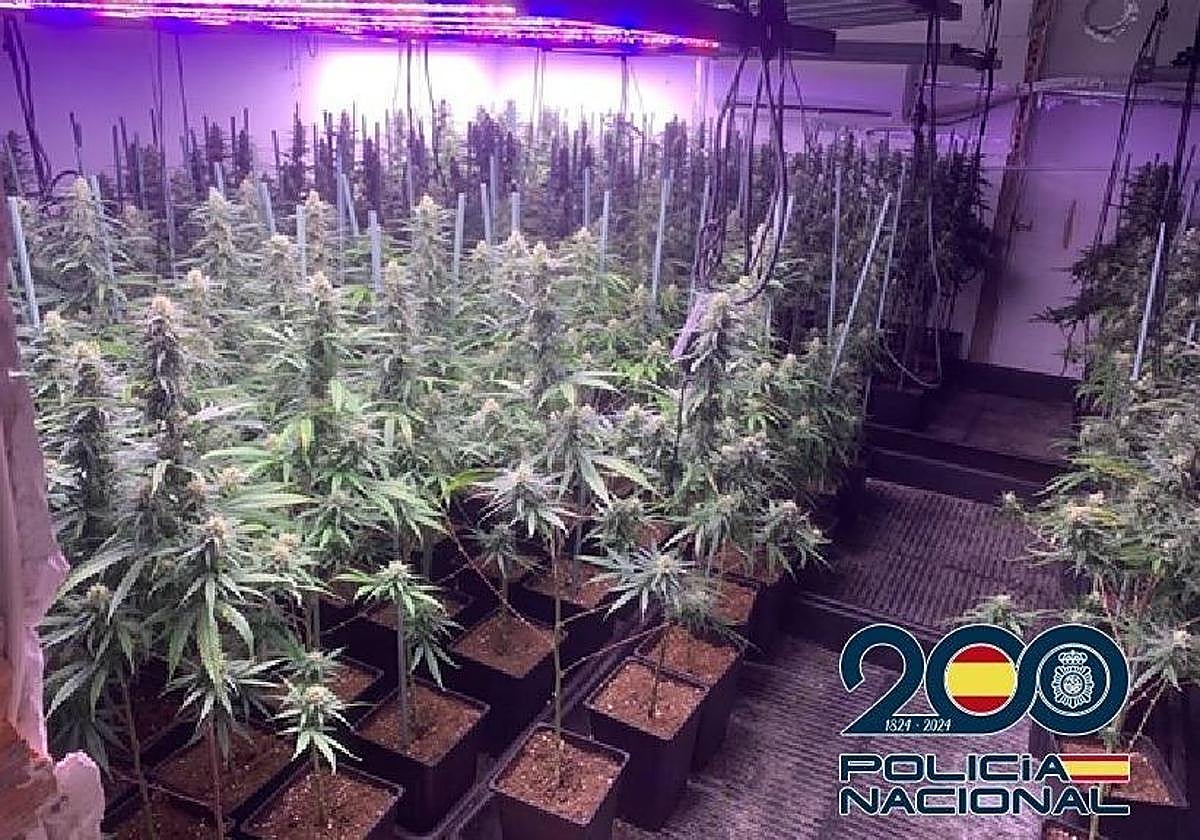 Imagen de archivo de una plantación de marihuana en una vivienda de Málaga