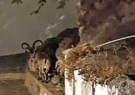 Imagen del animal en la zona de la Cueva Millón en Canillas de Aceituno.