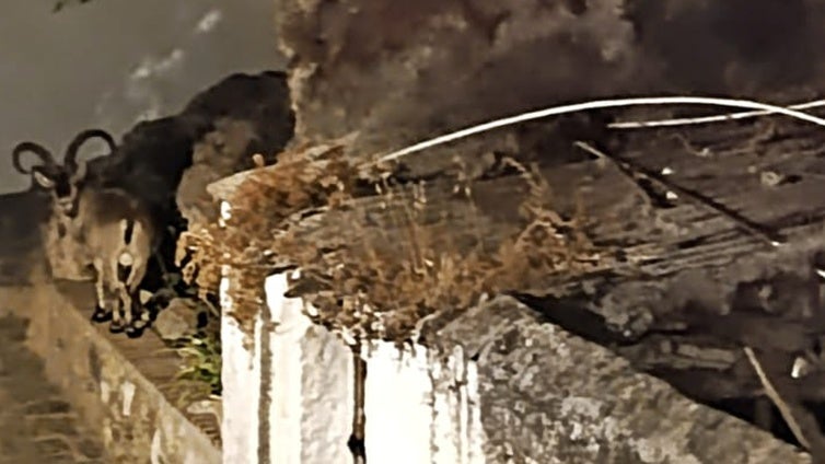 Imagen del animal en la zona de la Cueva Millón en Canillas de Aceituno.