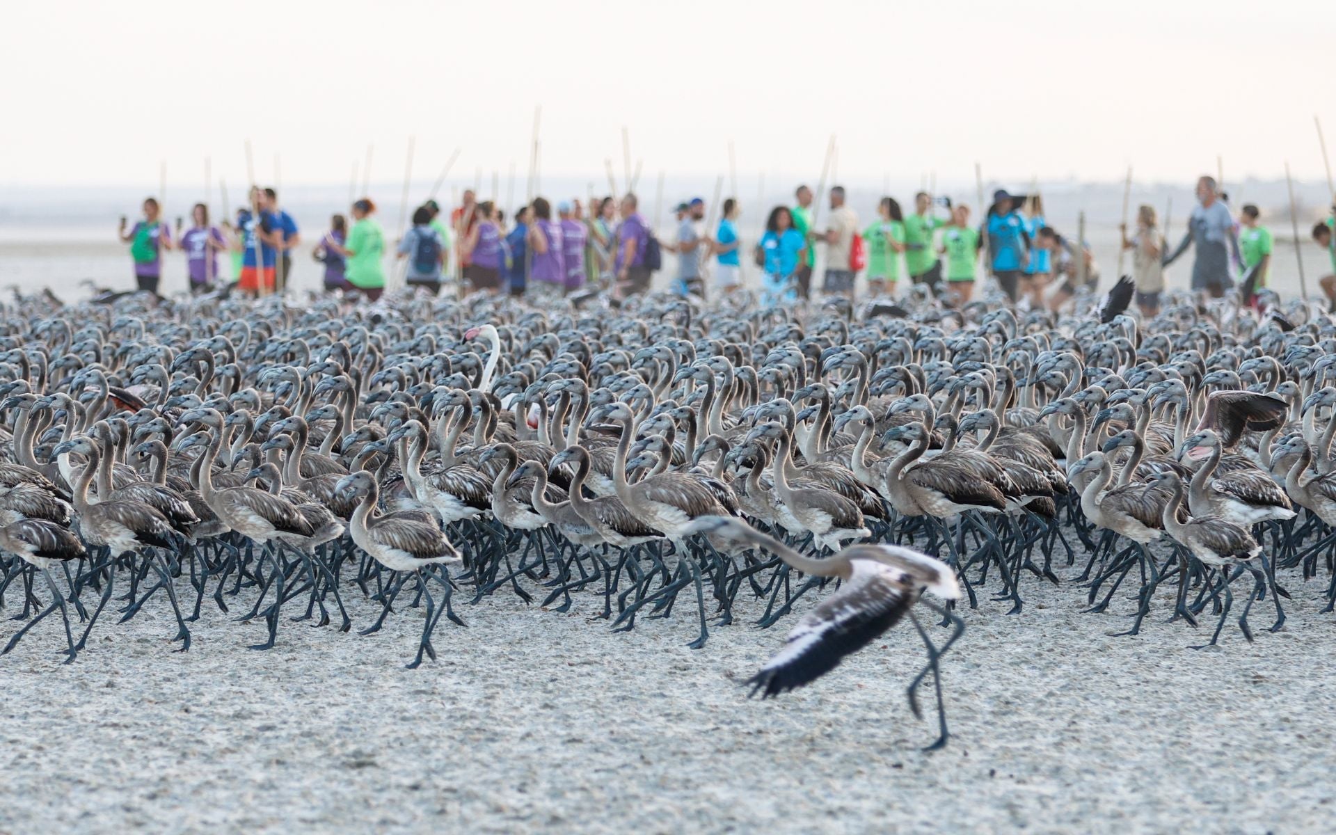 Vuelve el anillamiento de flamencos a Fuente de Piedra tras años de sequía