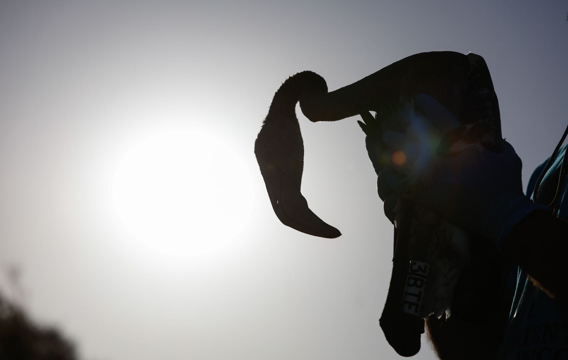 Vuelve el anillamiento de flamencos a Fuente de Piedra tras años de sequía
