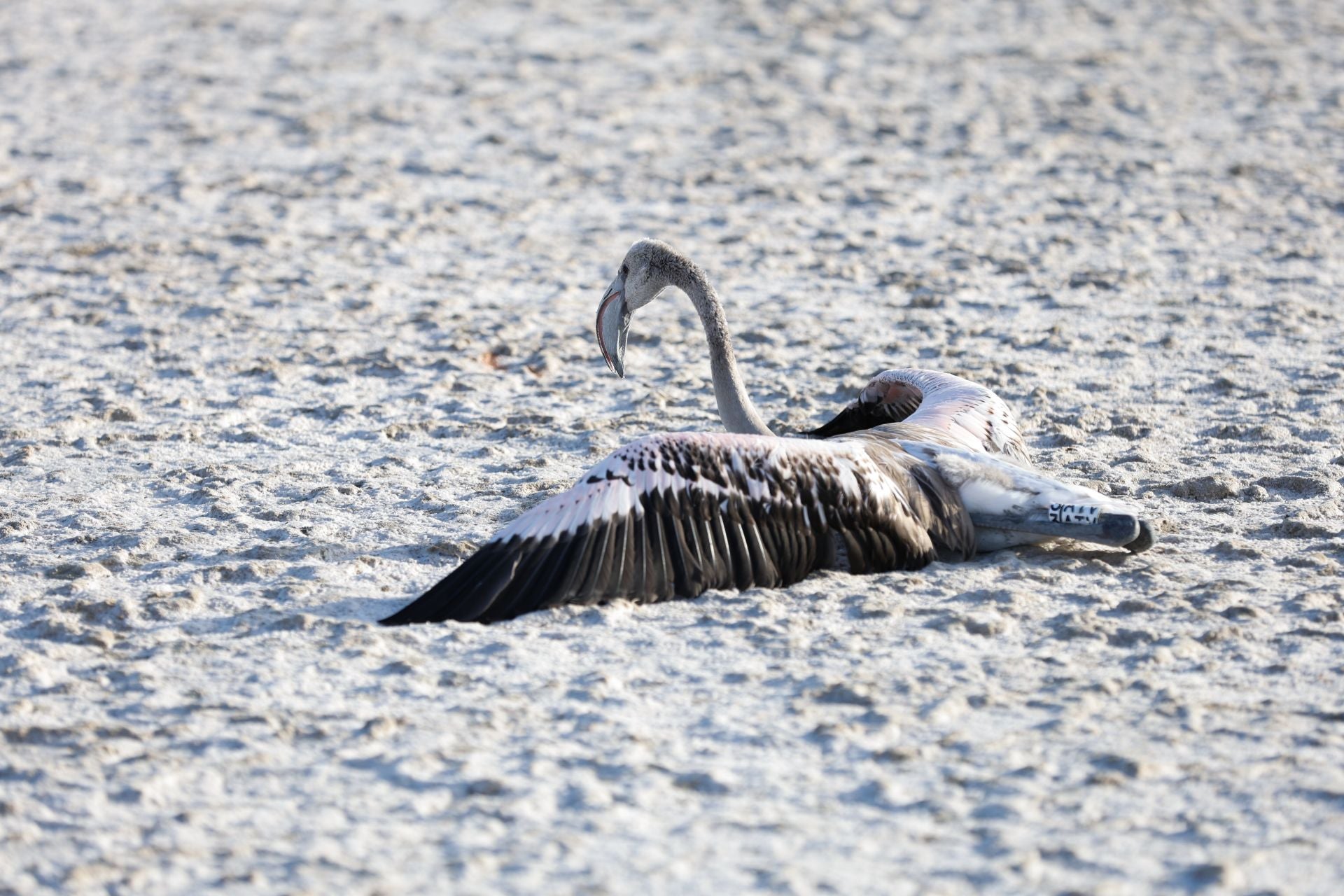 Vuelve el anillamiento de flamencos a Fuente de Piedra tras años de sequía