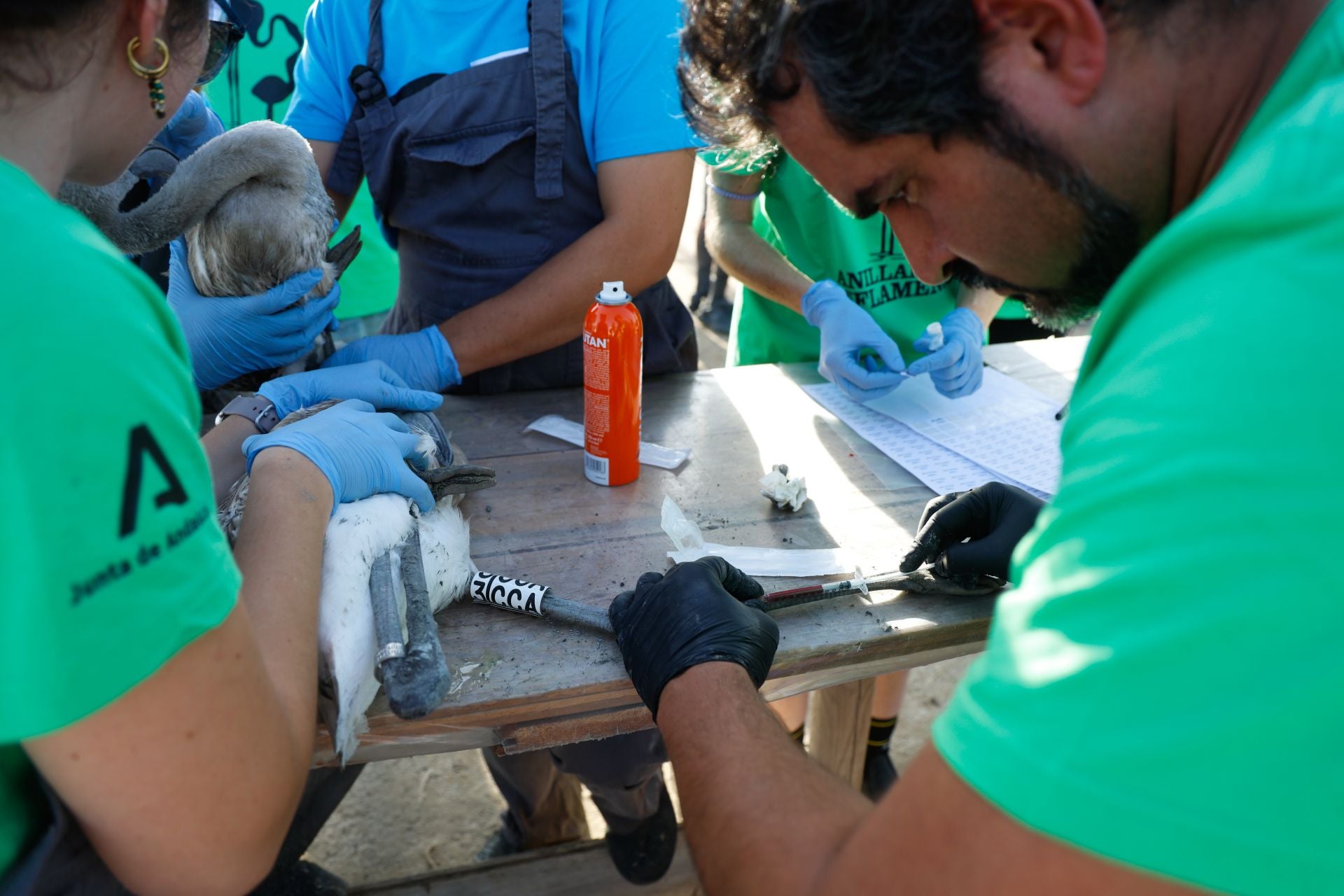 Vuelve el anillamiento de flamencos a Fuente de Piedra tras años de sequía