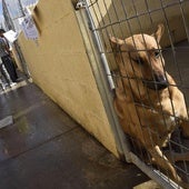 La empresa deberá contar con un centro zoosanitario con al menos diez boxes.