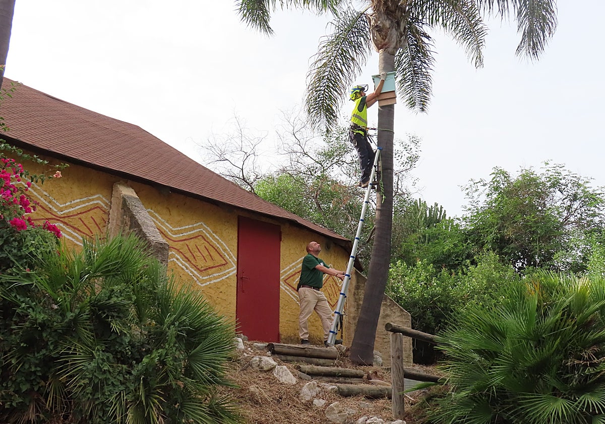 Momento de la colocación de los refugios para murciélagos en Selwo Estepona.