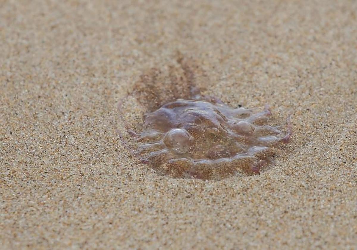 Foto de archivo de una medusa