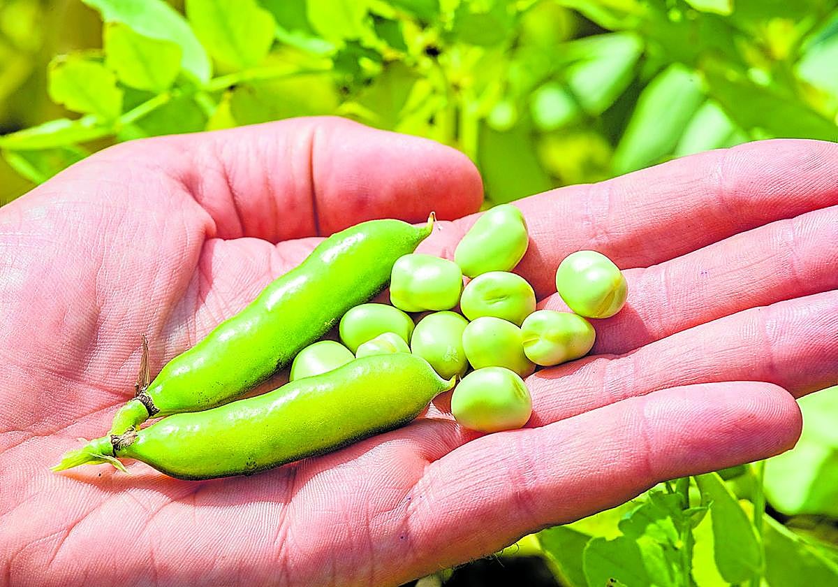 Habas para una alimentación sostenible