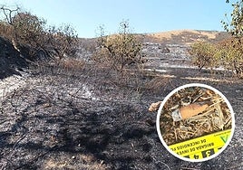 Imagen de los estragos de las llamas y de la colilla.